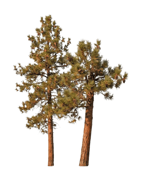 Decorative pine tree