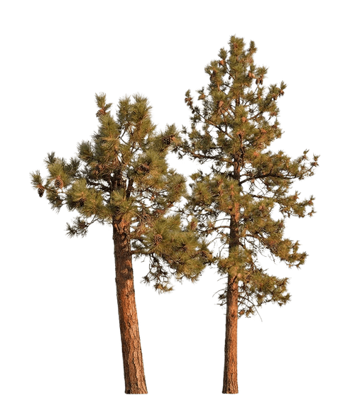 Decorative pine tree